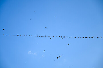 Swallows on a wire. Birds in nature. Group of birds on electric cable. 