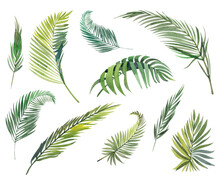 Watercolor Hand Drawn Green Palm Branches, Palm Leaves Isolated On White Background Elements. Palm Sunday Design. Exotic Plants
