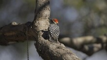 Ladder-backed Or Ladderback Woodpecker Bird In Southern Arizona