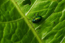 Colorful Dogbane Leaf Beetle Chrysochus Auratus On Big Green Leaf