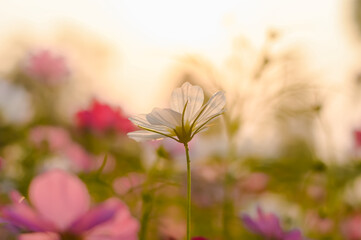 Wall Mural - White cosmos flower in the garden with sunset time