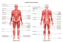 Anatomy Of Human Muscular System. Front And Back View Of The Body.