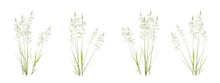 Set Of Bentgrass Plant On Transparent Background, Nature Meadow, 3d Render Illustration.