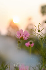 Wall Mural - Pink cosmos flower in the garden with sunset time