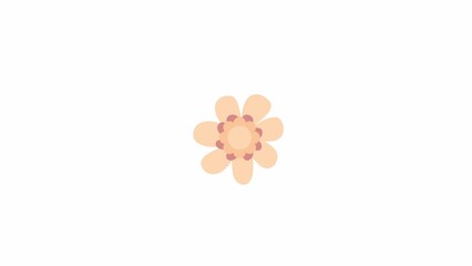 Poster - Animated full bloom flower with core. Perennial plant for spring garden. Flat cartoon style icon 4K video footage. Color isolated element animation on white background with alpha channel transparency