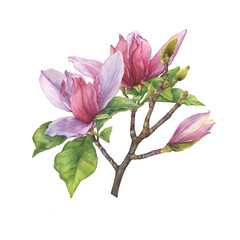 Wall Mural - Branch of pink bright magnolia liliiflora flowers (also called mulan magnolia, woody-orchid). Botanical watercolor hand drawn painting illustration, isolated on white background.