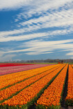 Fototapeta Tulipany - Field of tulips near Lemmer, Friesland, Netherlands
