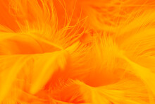 Orange Feather Texture Pattern Background