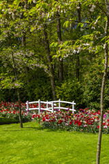  Keukenhof flower garden - largest tulip park in world, Lisse, Netherlands