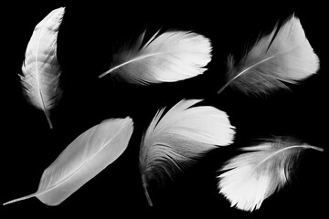 Group white feather  isolated on black background