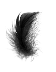 Wall Mural - Beautiful black feather isolated on white background