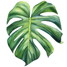 Palm Leaf, Tropical Plant On An Isolated White Background, Watercolor Illustration Hand Drawn. Jungle Design Element.