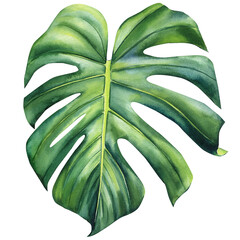 palm leaf, tropical plant on an isolated white background, watercolor illustration hand drawn. jungl