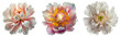 Leinwandbild Motiv Assorted white and pink peony flower heads isolated on transparent PNG background. Created with Generative AI.	