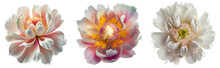 Assorted White And Pink Peony Flower Heads Isolated On Transparent PNG Background. Created With Generative AI.	