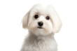 A beautiful Maltese with a white fluffy coat, showing off its adorable face in a close-up portrait. Generative AI