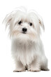 A white Maltese dog sitting and looking directly into the camera in a front view portrait. Generative AI