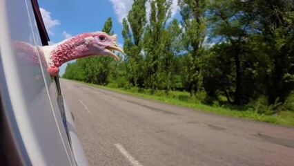 Sticker - turkey-cock goes in car to a farm looking to the road. Thanksgiving