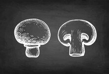 Champignon Mushrooms Chalk Sketch.
