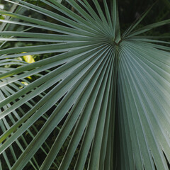 Poster - Closeup of green exotic tropical palm leaf. Summer nature background