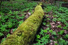 Moss Covered Dead Wood. Deadwood As A Habitat For Mosses And Liverworts. Moss On A Dead Log Tree In Wild Forest. Moss Ecosystem In Natural Habitat In Forest.