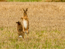 Mad March Hares Boxing In A Field