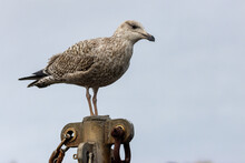 Juvenile Herring Gull Standing Looking In A Harbour