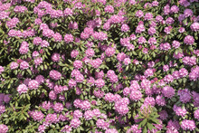 Background Of Giant Pink And Purple Rhododendron Flower Bush