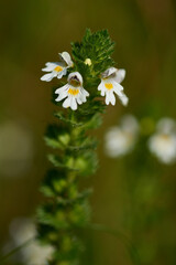 Wall Mural - Gemeiner Augentrost (Euphrasia rostkoviana)	
