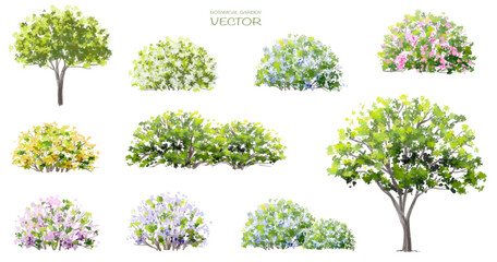 vector watercolor of blooming tree isolated on white background for landscape plan and architecture 
