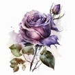 Isolated beautiful violet rose flower on white background. Watercolor illustration of a single violet rose. Generative AI art.