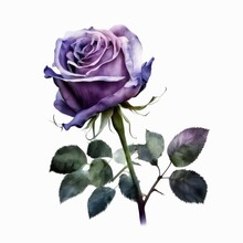 Isolated Beautiful Violet Rose Flower On White Background. Watercolor Illustration Of A Single Violet Rose. Generative AI Art.