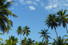 Tropical Landscape With Palm Trees And Blue Sky With Clouds