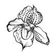 Hand drawn vector ink orchid, monochrome, detailed outline. Close-up drawing of single venus slipper flower. Isolated on white background. Design for wall art, wedding, print, tattoo, cover, card.