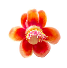 Cannonball Flower On Transparent Background