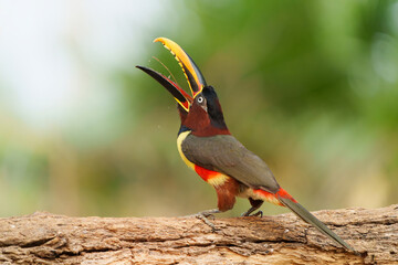 Canvas Print - Chestnut-eared aracari (Pteroglossus castanotis) eating in the Pantanal region of Brazil