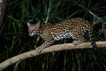 Wall Mural - Ocelot (Leopardus pardalis) searching for food in the night in the forest of the North Pantanal in Brazil