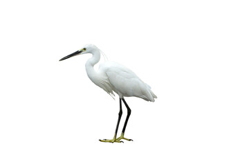 Wall Mural - White egret on transparent background