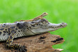 crocodile with lizard, chameleon, 
