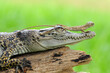 crocodile with lizard, chameleon, 