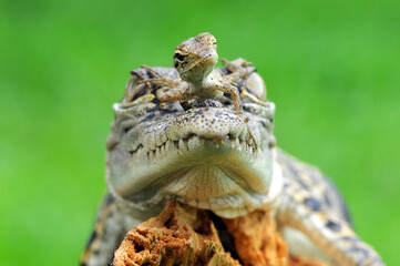 Wall Mural - crocodile with lizard, chameleon, 