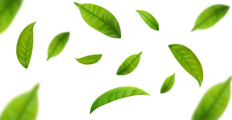 realistic green tea leaves in motion