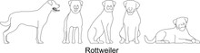 Sketch Vector Illustration Of A Collection Of Rottweiler Dogs