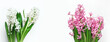 biały i różowy hiacynt na białym tle, Pink and white hyacinth