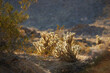 © Dhoxax/peopleimages.com - Ganders Cholla Cactus - Cylindropuntia ganderi. Ganders Cholla Cactus (Cylindropuntia ganderi) in the Anza-Borrego Desert in Southern California, USA.