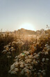 © ZM - Wildflowers in a meadow, sunrise background, morning aesthetic
