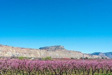 Blooming orchards in western Colorado's Fruit and Wine Country in April