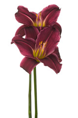 Wall Mural - daylily flower isolated