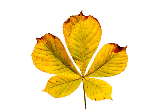 Fototapete - isolated leaf of chestnut tree over transparent background
