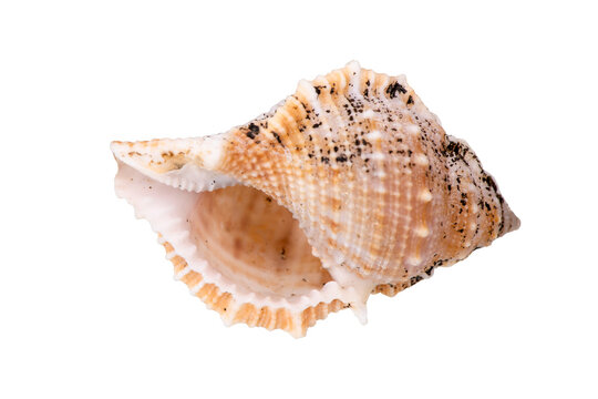 Fototapete - isolated shell of mussel over transparent background